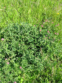 Trifolium pratense phytometers Jena Experiment